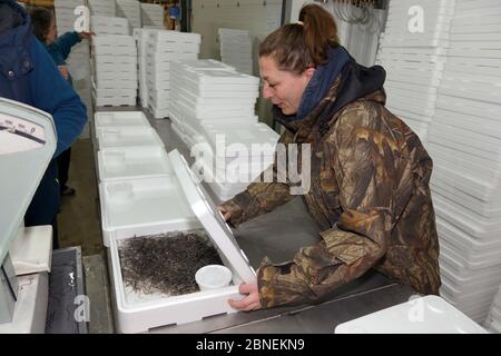 anguilla di vetro, anguilla europea giovane (Anguilla anguilla), confezionata in scatole isolate con ghiaccio e acqua presso le anguille di vetro britanniche per il trasporto a Germ Foto Stock