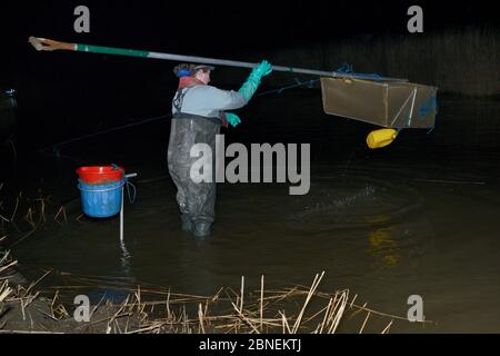 Anna Carey pesca su licenza con rete di immersione di dimensioni giuridiche per giovani anguilla europee (Anguilla anguilla), o anguilla di vetro, su una marea crescente sulla th Foto Stock