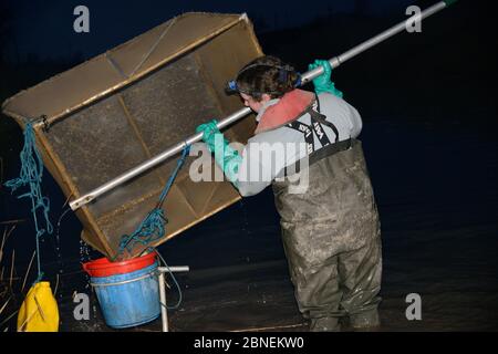 Anna Carey pesca su licenza con rete di immersione di dimensioni giuridiche per giovani anguilla europee (Anguilla anguilla), o anguilla di vetro, su una marea crescente sulla th Foto Stock