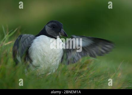 Atlantic Puffin (Fratercla artica) che gonfia le sue ali, sulle Skerry, Scozia, Regno Unito, luglio Foto Stock