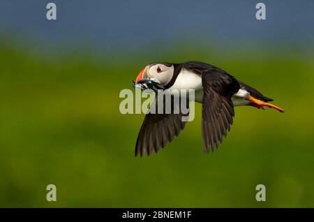 Atlantic Puffin (Fratercla artica) in volo che porta anguille di sabbia di nuovo al suo pulcino, sulle Skerry, Scozia, Regno Unito, luglio Foto Stock