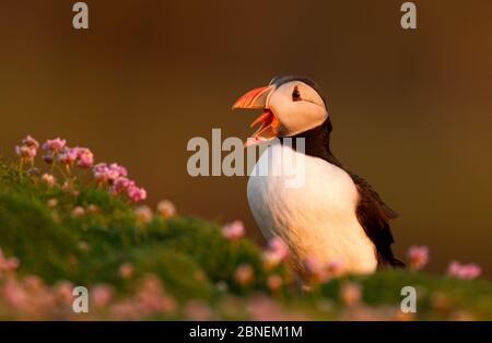 Atlantic Puffin (Fratercla arctica) che si innamanna, seduto tra fiori rosa di mare, Fair Isle, Shetland Isles, UK, luglio Foto Stock