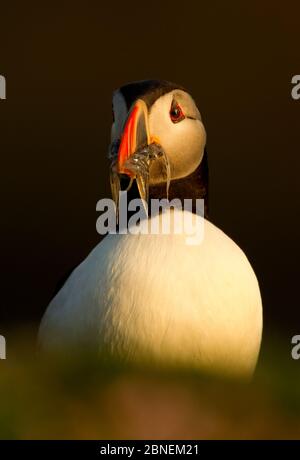 Atlantic Puffin (Fratercla arctica) che porta anguille di sabbia indietro al suo pulcino, Fair Isle, Shetland Isles, Regno Unito, luglio Foto Stock