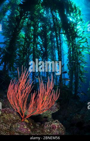 Gorgoniano rosso (Lophogorgia chilensis) che cresce sotto una foresta di kelp gigante (Macrocystis pirifera). Isola di Santa Barbara, Isole del canale. California Foto Stock