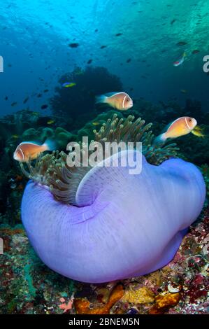 Anemonefish rosa (Amphiprion perideraion) in un anemone di mare (Heteractis magnifica) viola. Misool, Raja Ampat, Papua Occidentale, Indonesia. Tropi Foto Stock