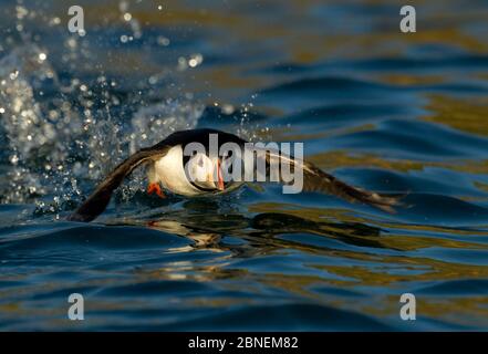 Atlantic Puffin (Fratercla arctica) decollo dalla superficie del mare, Skomer Island, Galles, Regno Unito, maggio Foto Stock