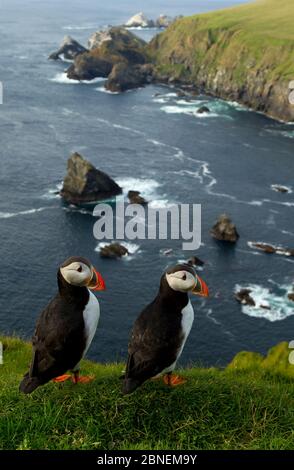 Atlantic Puffins (Fratercla arctica) due riposanti sul bordo della scogliera, Hermaness, Scozia, Regno Unito, luglio Foto Stock