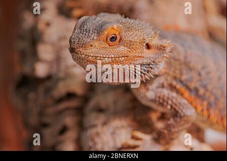 drago da vicino Foto Stock