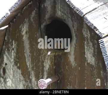 Los Angeles, California, USA 14 maggio 2020 UNA Bewick's Wrens in Birdhouse durante il Coronavirus Covid-19 Pandemic il 14 maggio 2020 a Los Angeles, California, USA. Foto di Barry King/Alamy Stock foto Foto Stock