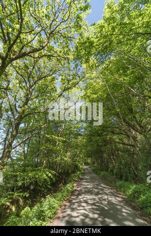 Tettoia in alto di strada di campagna alberata nel sole estivo. Un misto di alberi di quercia / Quercus & Faggio / Fagus nel mix. Betulla per lo più. Foto Stock