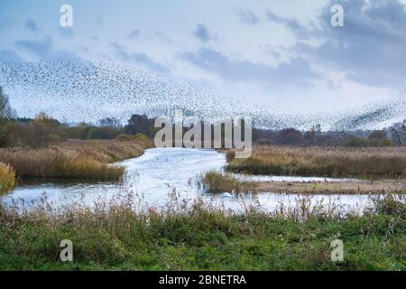 Mururazione degli Starlings - Sturnus vulgaris. Migliaia di uccelli formano forme e modelli roteanti che si floccano insieme prima di arrostire, Avalon Marshes, S. Foto Stock