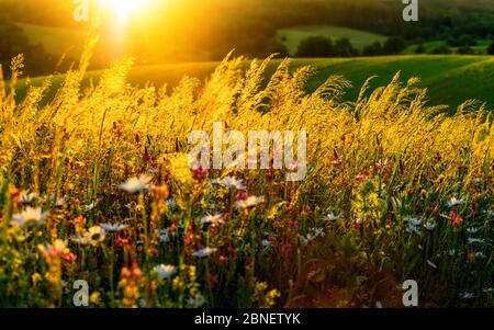 Tramonto dorato su un prato fiorito su colline, con il sole sullo sfondo e bella illuminata luminosa erba alta Foto Stock