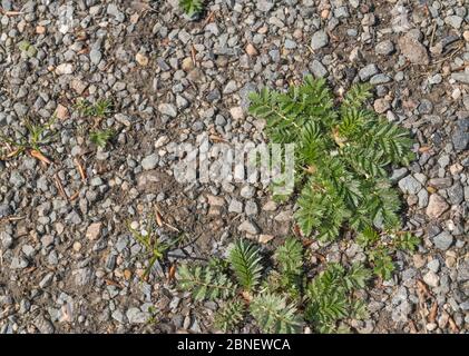 Rosetta di foglia del comune Regno Unito erba agricola Silverweed / Potentilla anserina al sole. È stato usato come astringente in rimedi a base di erbe in passato Foto Stock