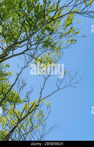 Rami di Faggio / Fagus sylvatica foglie contro il cielo azzurro soleggiato. Tradizionalmente il legno è stato usato per la produzione di mobili. Foglie giovani come cibo di sopravvivenza Foto Stock