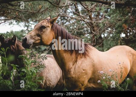 Cavallo di Buckskin femminile in piedi in legno nel Wisconsin Foto Stock