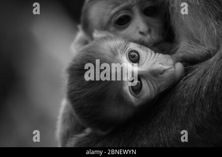 Fuoco selettivo delle scimmie del bambino che bevono il latte materno Foto Stock