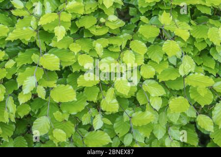 Massa di foglie di Faggio / Fagus sylvatica in faggi ombreggiati. Tradizionalmente il legno di faggio è stato usato per la produzione di mobili. Foglie più giovani commestibili. Foto Stock