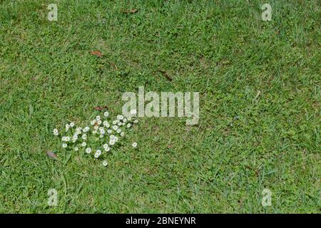 Grumo di margherite inglesi bianche / Bellis perennis sorpasso di un'area di prato. Bellis perennis è un comune giardino erbacce UK. Una volta utilizzato come tè medicinale. Foto Stock
