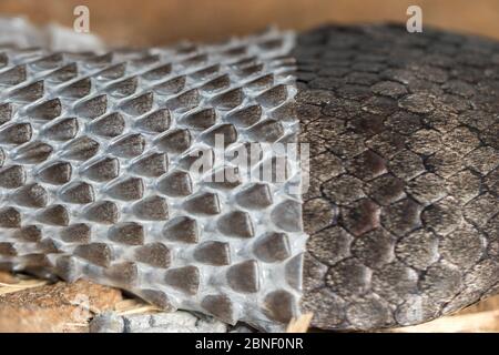 Morte meridionale adder pelle impastante Foto Stock