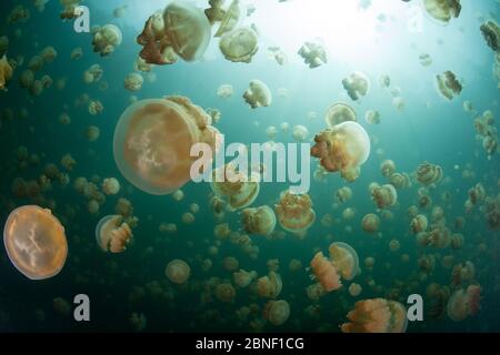 Meduse d'oro endemico, Mastigias papua etpisonii, pulsano mentre nuotano nel lago di Jellyfish di Palau. Queste gelatine contengono simbionti fotosintetici. Foto Stock