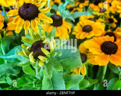 Black Eyed Susan Daisies fiorisce all'aperto Foto Stock