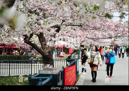 Più di 2000 alberi di ciliegia iniziano a fiorire nel Parco di Zhongshan, attirando molti cittadini a godersi i fiori profumati e a prendere i picnic, città di Qindao, Foto Stock