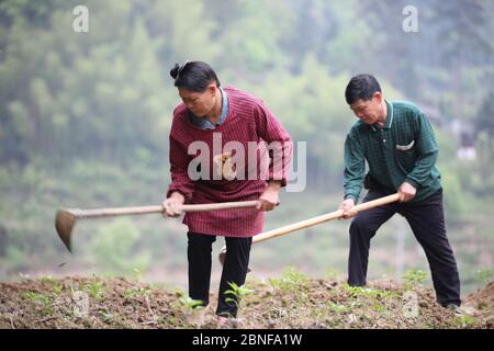 Coltivatore arare un pezzo di terra nella contea di Congjiang, Qiandongnan Miao e Dong Prefettura Autonoma nella provincia di Guizhou, Cina sud-occidentale, 8 Apr Foto Stock