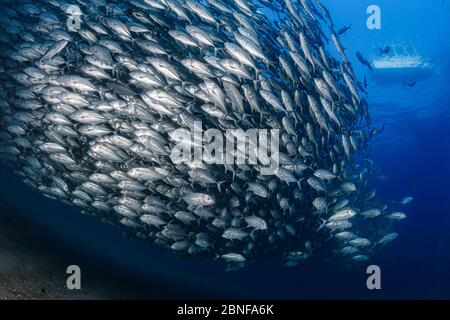 Una enorme scuola di jacks al parco nazionale di Cabo Pulmo Foto Stock