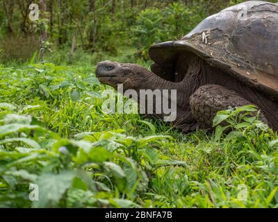 Una tartaruga galapagosa selvaggia che si nuce su un prato. Foto Stock