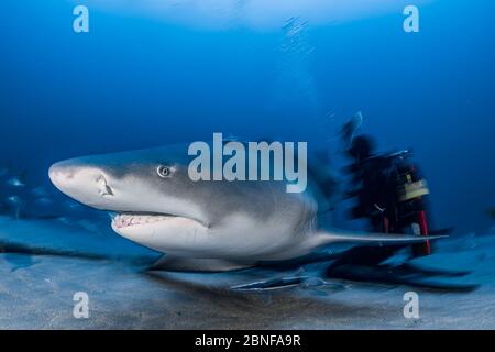 Uno squalo limone in un'immersione con gli squali in Florida. Foto Stock