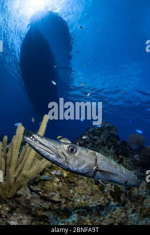 Un grande barracuda appeso sotto una barca da immersione Foto Stock