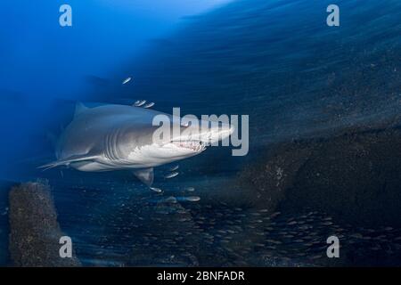 Uno squalo tigre di sabbia su un relitto a North Caroline. Foto Stock