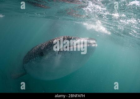 Uno squalo balena giovanile che si nutre appena sotto la superficie Foto Stock