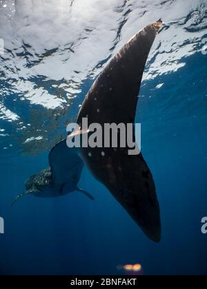 Uno squalo balena che nuota appena sotto la superficie Foto Stock