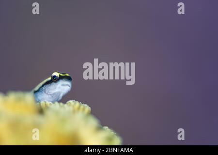 Un gby più pulito cayman poggiato su una testa di corallo Foto Stock