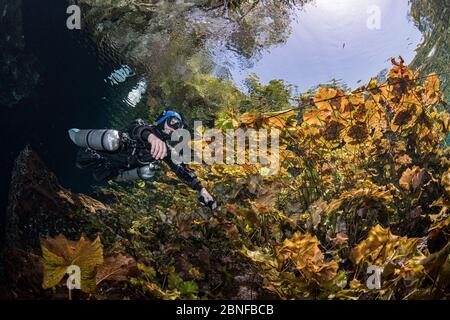 Un subacqueo in un cenote a Quintana Roo, Messico. Foto Stock