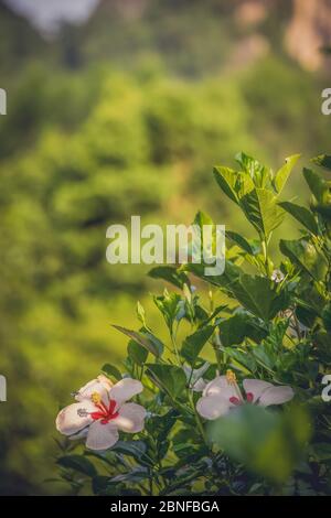 Messa a fuoco selettiva verticale di bellissimi fiori rosa in una giardino catturato in una giornata di sole Foto Stock