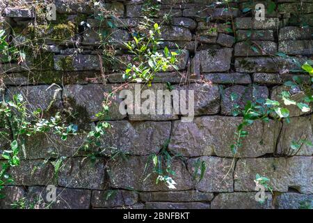 Vista di un vecchio muro fatto da rocce e piante che crebbe da tra i luoghi aperti del muro Foto Stock