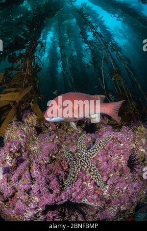 La stazza della testa di pecora della California e una stella marina in una foresta di kelp Foto Stock