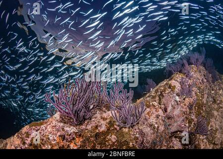 Scena della barriera corallina di Los Islotes Foto Stock