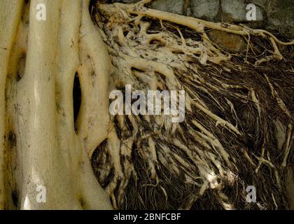 Dettaglio primo piano di ampie radici di un albero su un muro di pietra Foto Stock