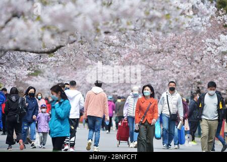 Più di 2000 alberi di ciliegia iniziano a fiorire nel Parco di Zhongshan, attirando molti cittadini a godersi i fiori profumati e a prendere i picnic, città di Qindao, Foto Stock