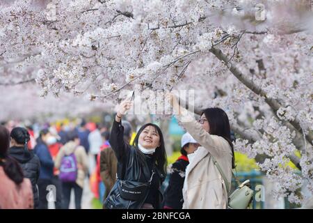 Più di 2000 alberi di ciliegia iniziano a fiorire nel Parco di Zhongshan, attirando molti cittadini a godersi i fiori profumati e a prendere i picnic, città di Qindao, Foto Stock