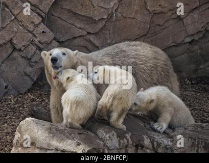 Antibes, Francia. 14 maggio 2020. Un orso polare femminile rimane con i suoi cuccioli tripletto nati lo scorso dicembre al parco tematico 'Marineland' a Antibes City, Francia meridionale, il 14 maggio 2020. Credit: Serge Haouzi/Xinhua/Alamy Live News Foto Stock