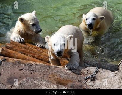 Antibes, Francia. 14 maggio 2020. Le triplette di orsi polari nate lo scorso dicembre sono state viste al parco tematico 'Marineland' di Antibes City, Francia meridionale, il 14 maggio 2020. Credit: Serge Haouzi/Xinhua/Alamy Live News Foto Stock