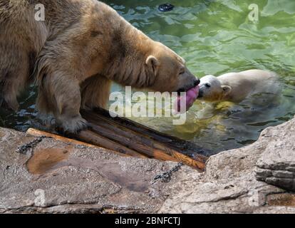 Antibes, Francia. 14 maggio 2020. Un orso polare femminile gioca con uno dei suoi cuccioli tripletto nato lo scorso dicembre al parco tematico 'Marineland' a Antibes City, Francia meridionale, il 14 maggio 2020. Credit: Serge Haouzi/Xinhua/Alamy Live News Foto Stock