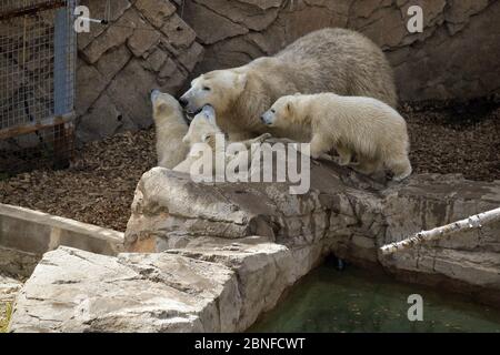 Antibes, Francia. 14 maggio 2020. Un orso polare femminile rimane con i suoi cuccioli tripletto nati lo scorso dicembre al parco tematico 'Marineland' a Antibes City, Francia meridionale, il 14 maggio 2020. Credit: Serge Haouzi/Xinhua/Alamy Live News Foto Stock