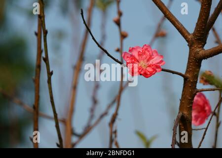 Rosa pesca fiorisce su ramo contro un cielo blu Foto Stock