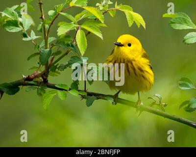 Il guerriere giallo, Setophaga petechia, un nuovo guerriere comune del mondo nei boschi e macchia dell'Ohio, Stati Uniti Foto Stock