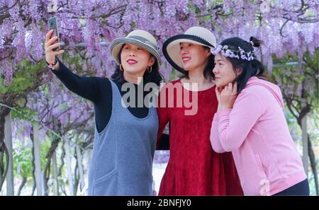 I fiori di glicine sono in piena fioritura al Giardino del tè di Zhangmiao, creando un bel corridoio viola, la città di Ronghuoubai, la città di Zhenjiang, le Jiangs della Cina orientale Foto Stock